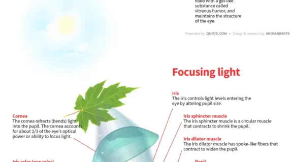 How the human eye works The eye is a sensory organ that perceives light, transforms it into an electrical signal, and sends it to the brain to produce an image.