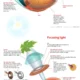 How the human eye works The eye is a sensory organ that perceives light, transforms it into an electrical signal, and sends it to the brain to produce an image.