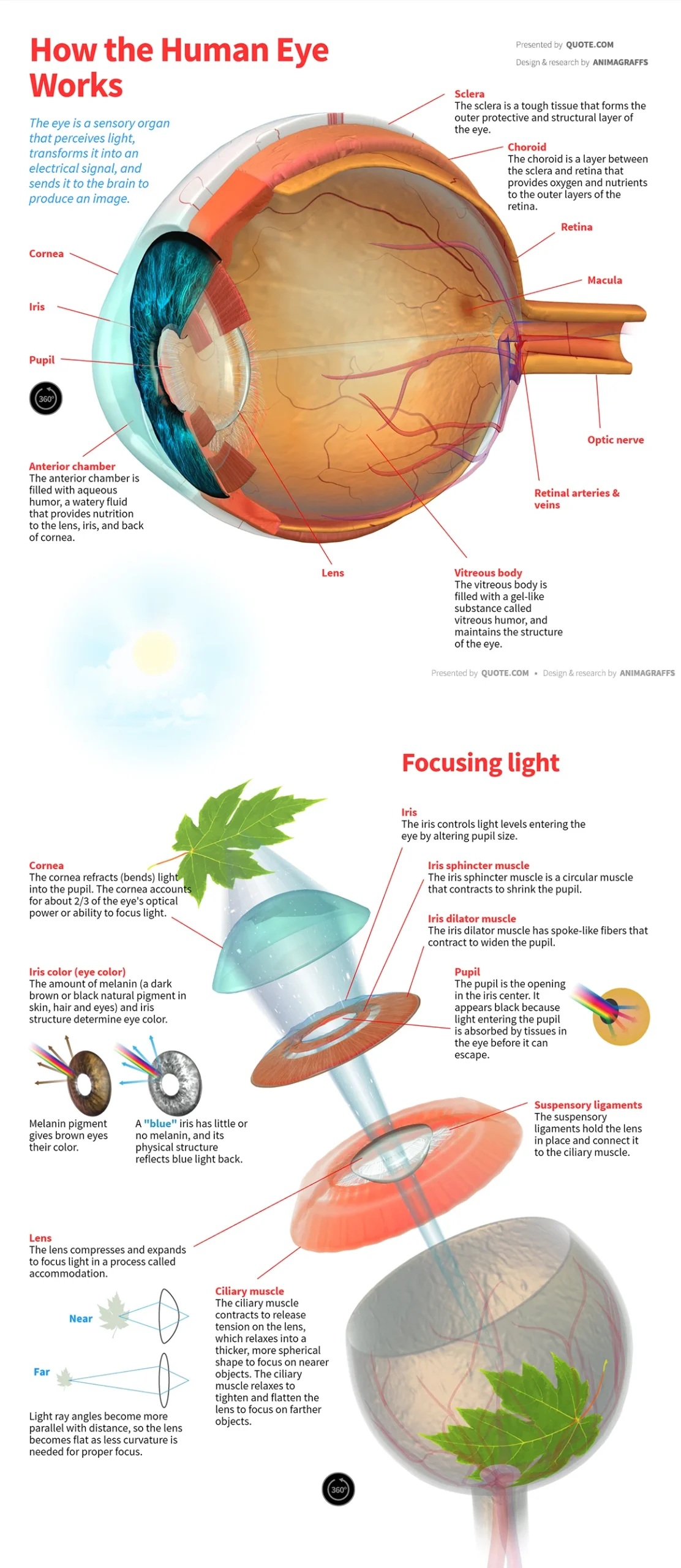 How the human eye works The eye is a sensory organ that perceives light, transforms it into an electrical signal, and sends it to the brain to produce an image.